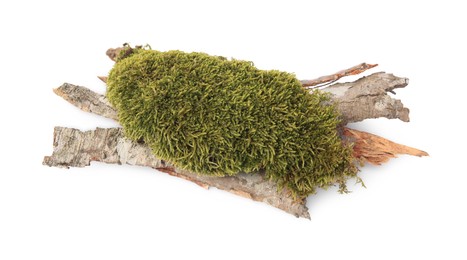 Photo of Tree bark pieces with moss on white background