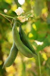 Photo of Fresh green beans growing outdoors on sunny day, closeup