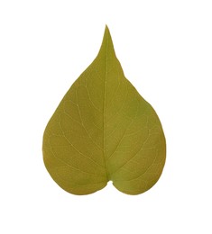 Photo of Leaf of sacred fig tree isolated on white. Buddhism concept