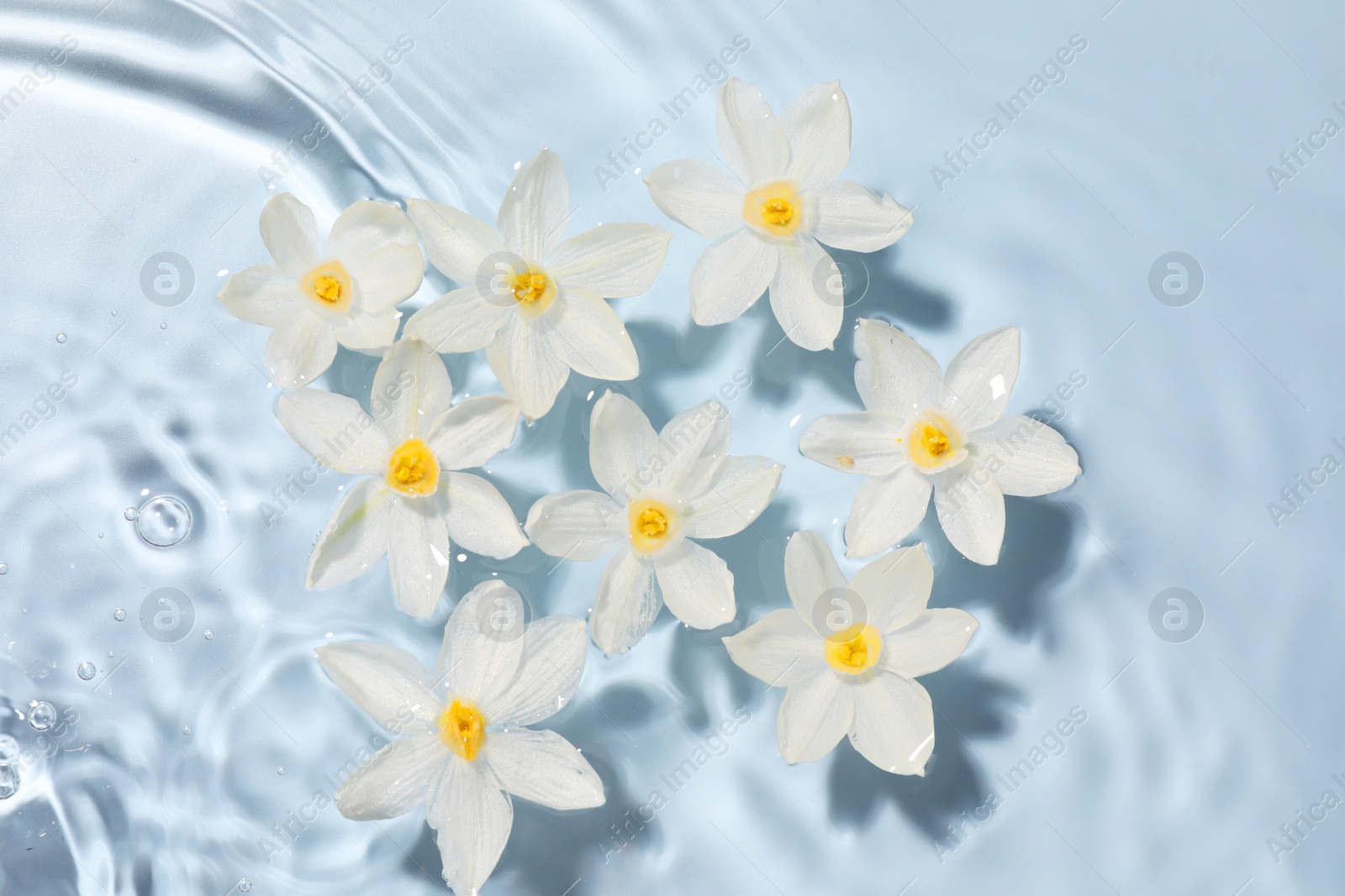 Photo of Beautiful daffodils in water on light blue background, top view