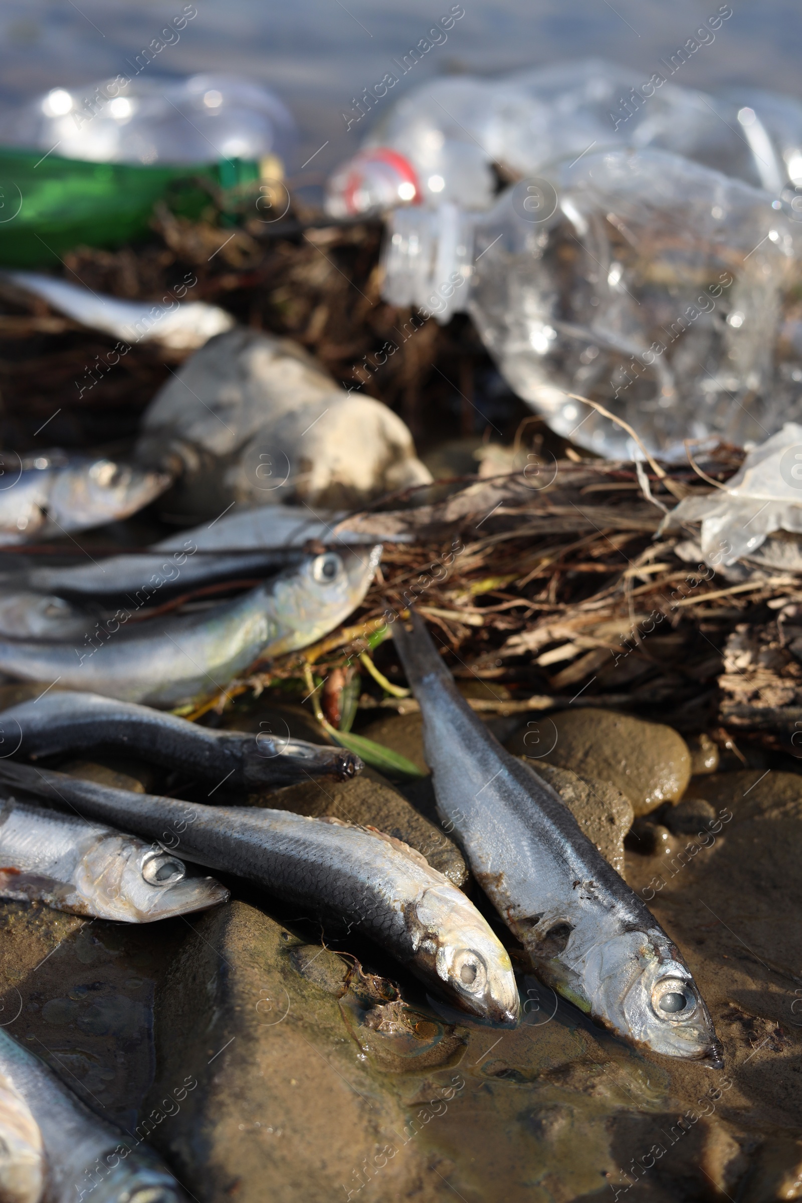 Photo of Dead fishes and trash near river. Environmental pollution concept