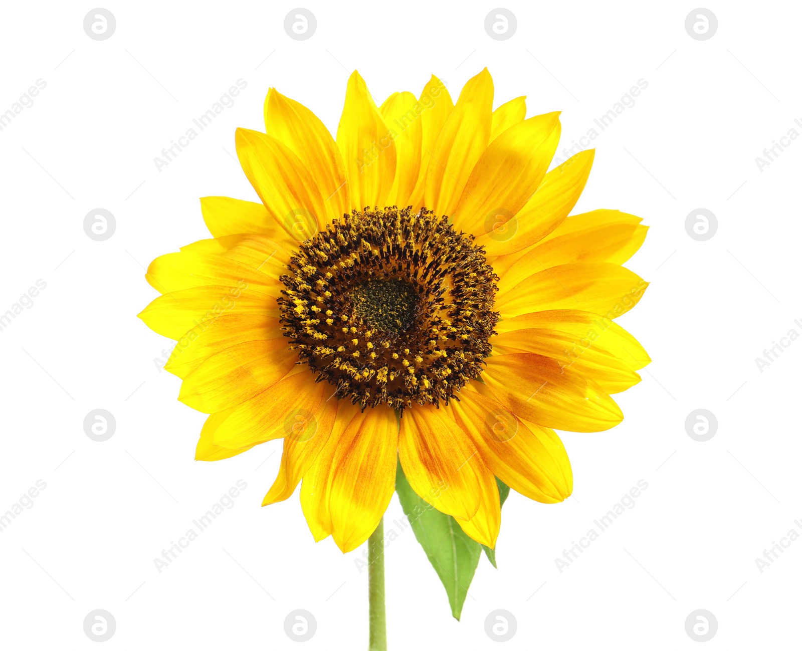 Photo of Beautiful bright sunflower on white background