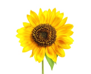 Photo of Beautiful bright sunflower on white background