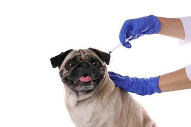 Photo of Professional veterinarian vaccinating cute pug dog on white background, closeup