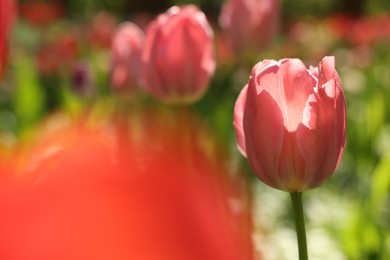 Photo of Beautiful pink tulips growing outdoors on sunny day, closeup