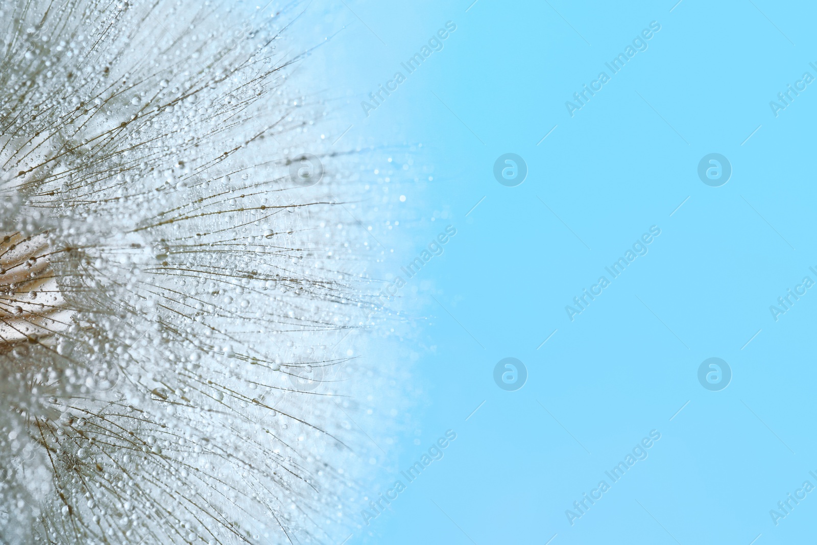 Photo of Dandelion seeds with dew drops on color background, close up