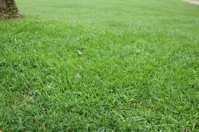 Photo of Beautiful freshly cut green lawn in park