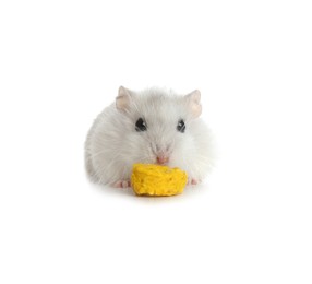 Photo of Cute funny pearl hamster eating on white background