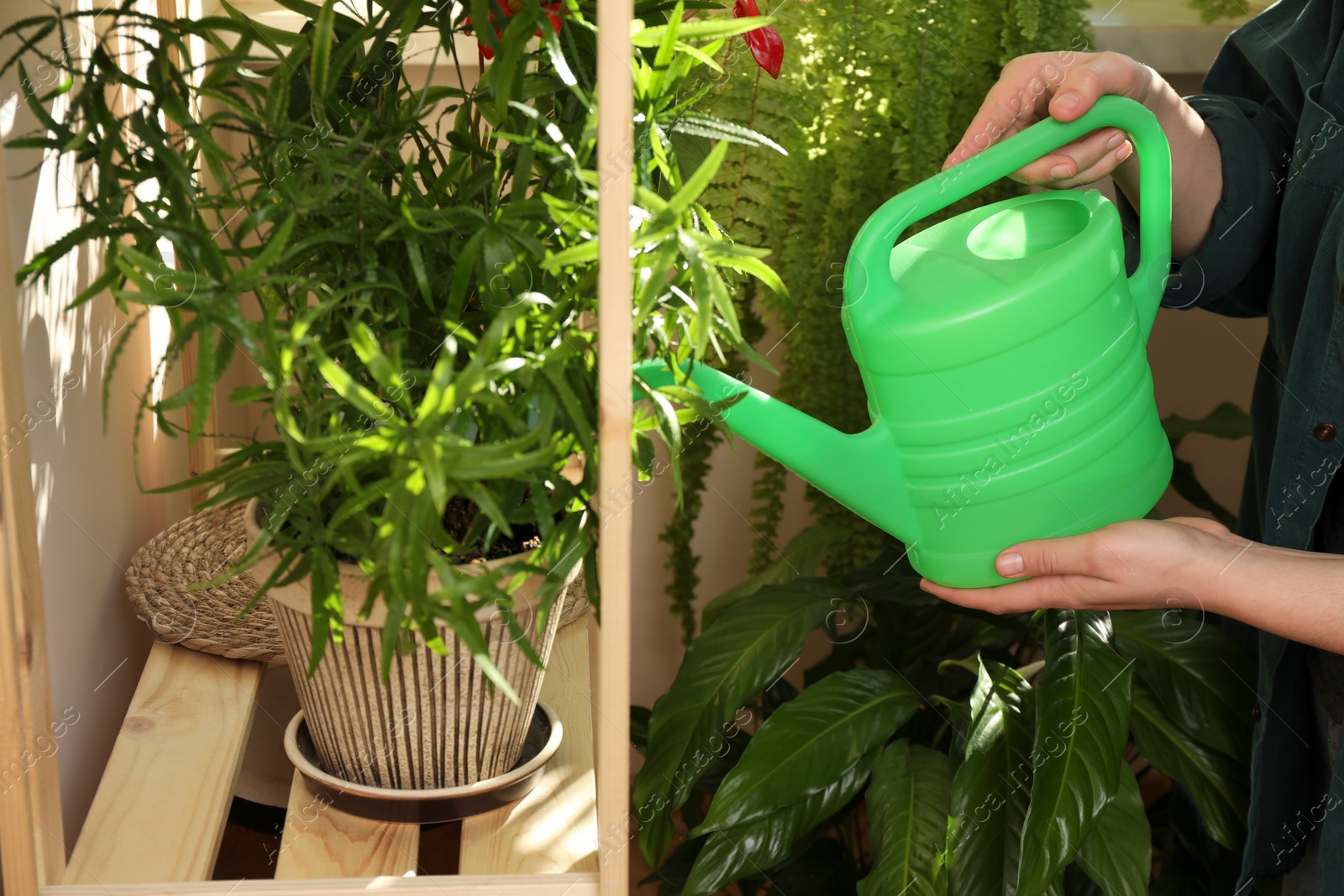 Photo of Woman watering beautiful house plants indoors, closeup