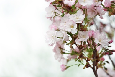 Closeup view of tree branch with tender flowers outdoors, space for text. Amazing spring blossom