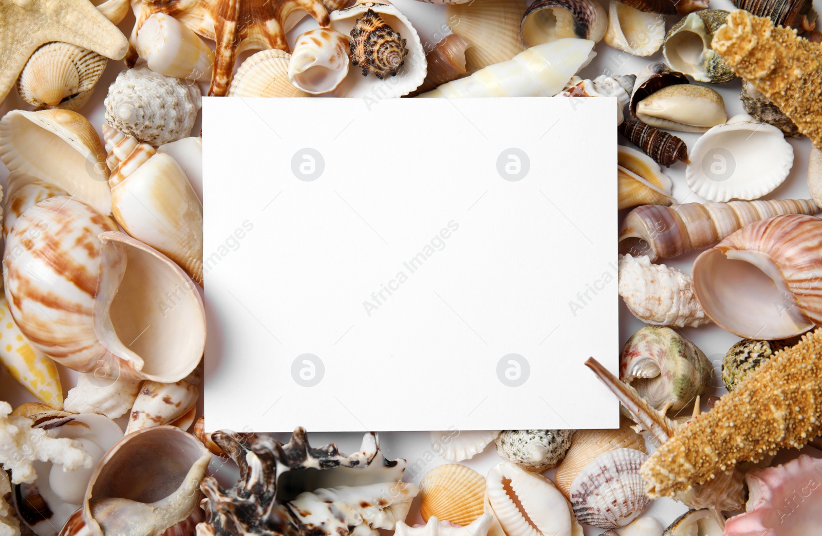 Photo of Different beautiful sea shells and blank card, flat lay. Space for text