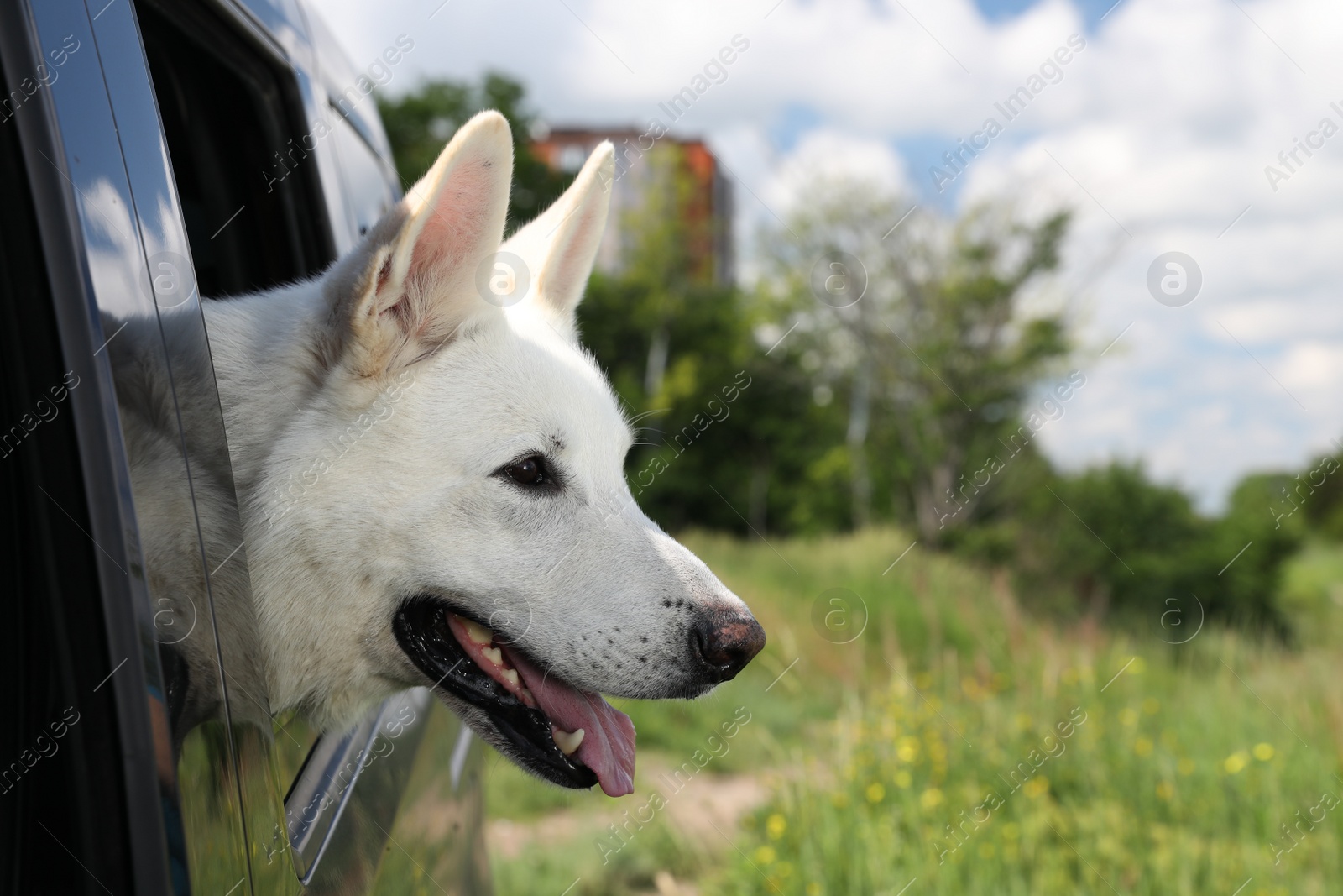 Photo of Cute white Swiss Shepherd dog peeking out car window. Space for text