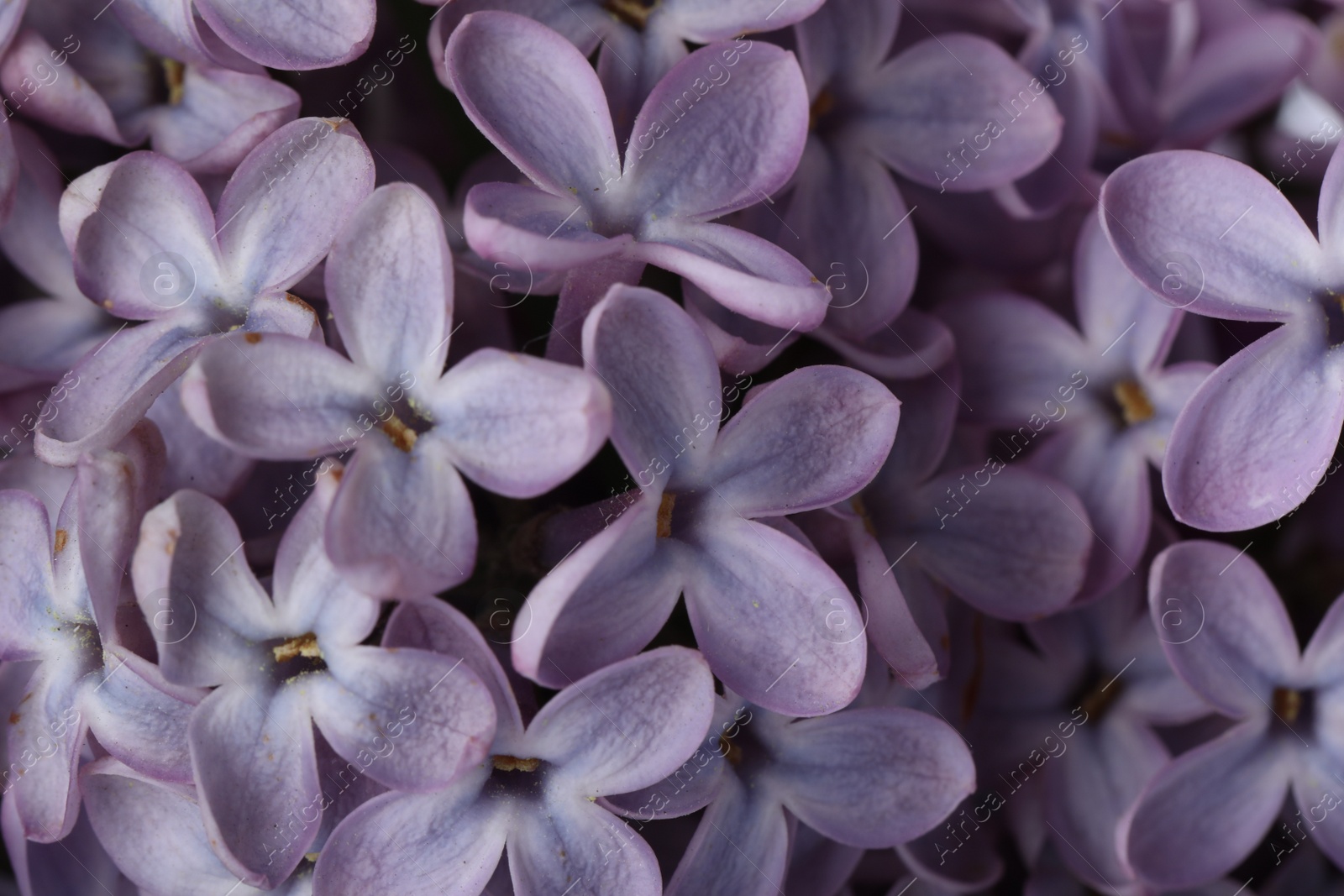 Photo of Closeup view of beautiful blossoming lilac as background