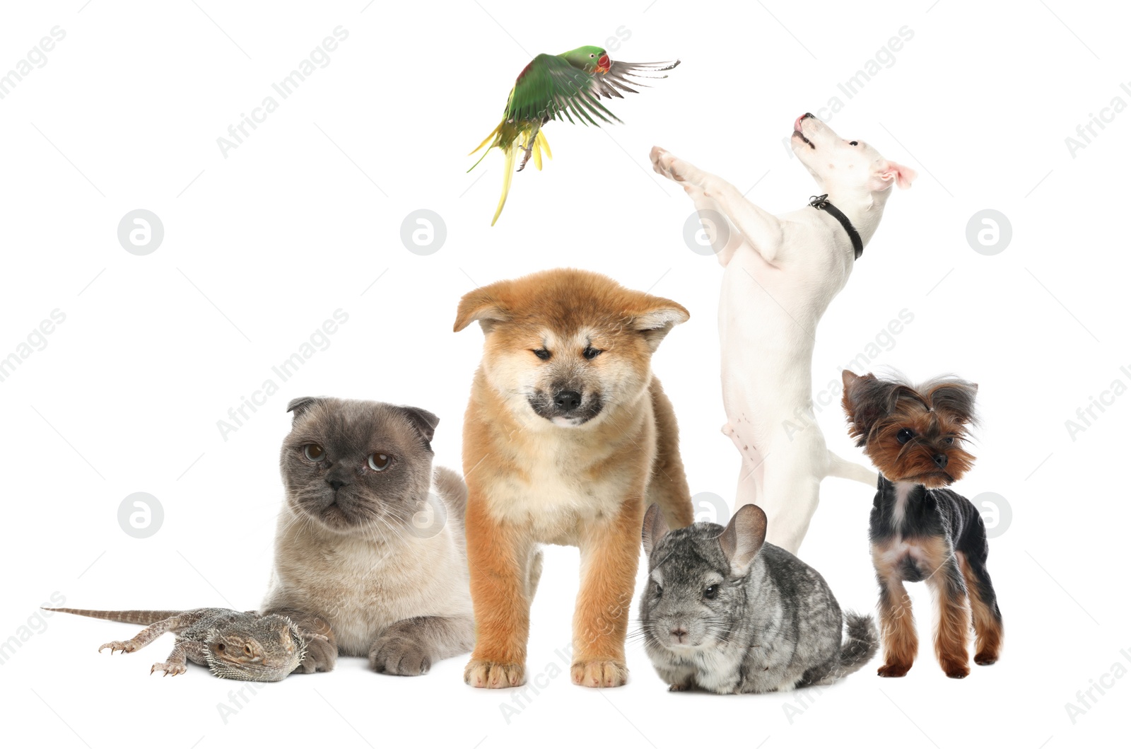 Image of Group of different pets on white background