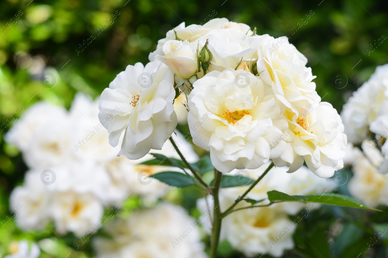 Photo of Beautiful white rose flowers blooming outdoors, closeup