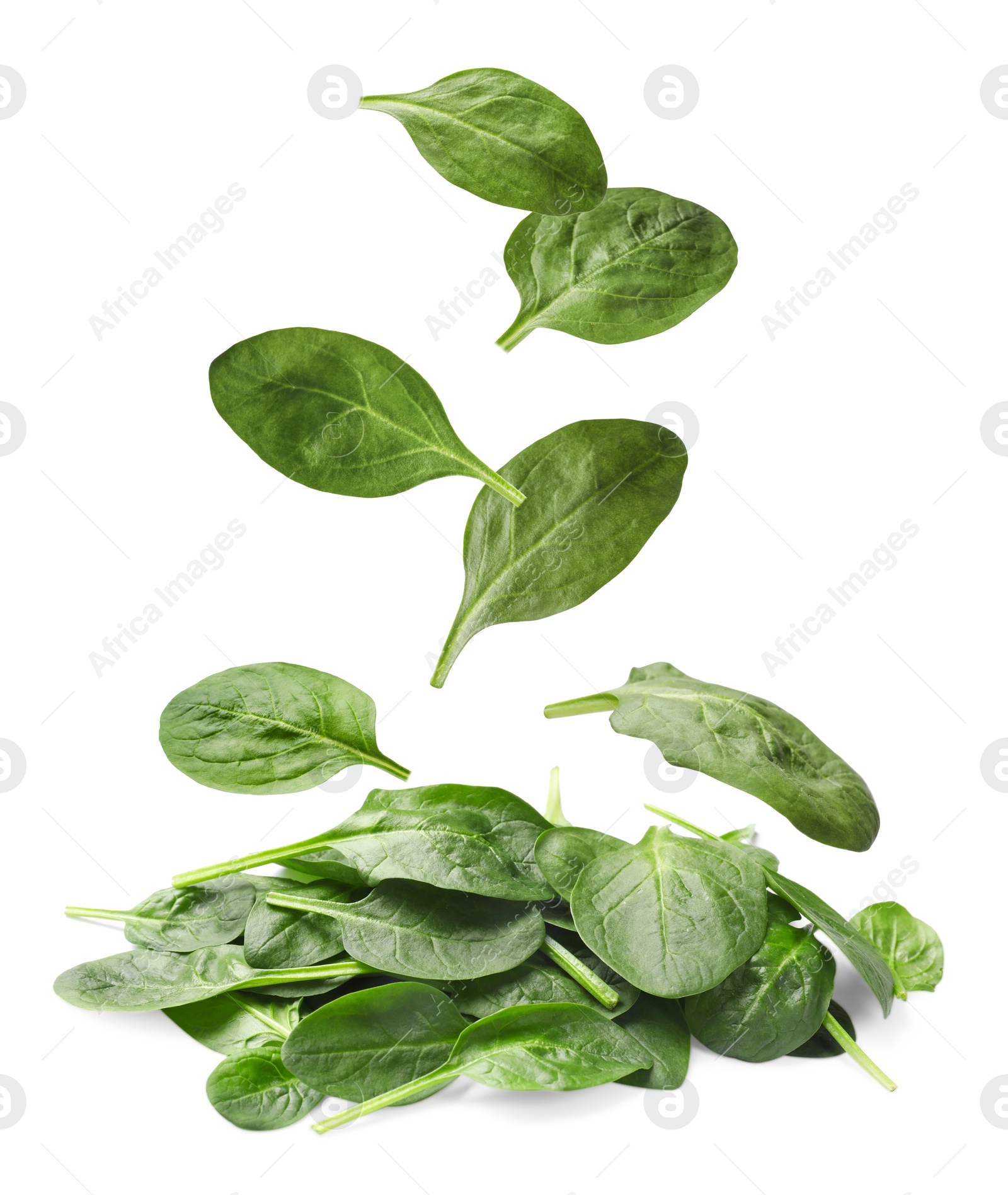 Image of Fresh green spinach leaves falling onto heap on white background