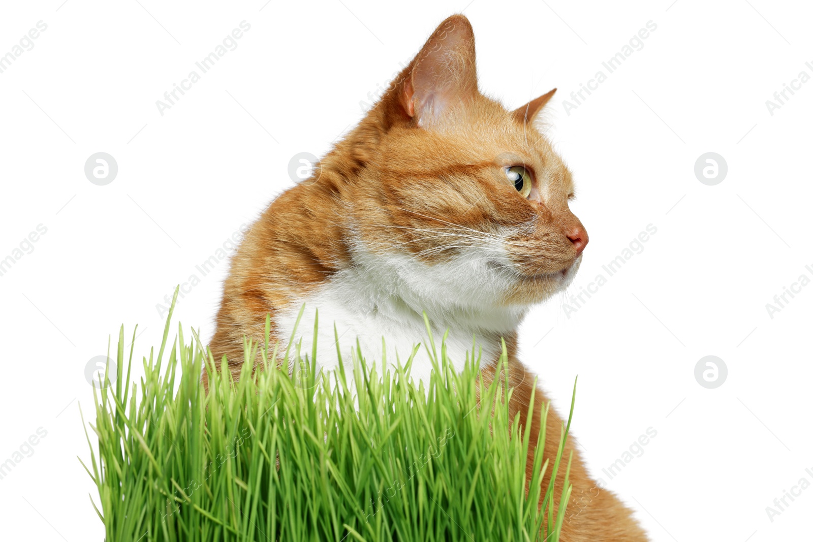 Photo of Cute ginger cat and potted green grass on white background