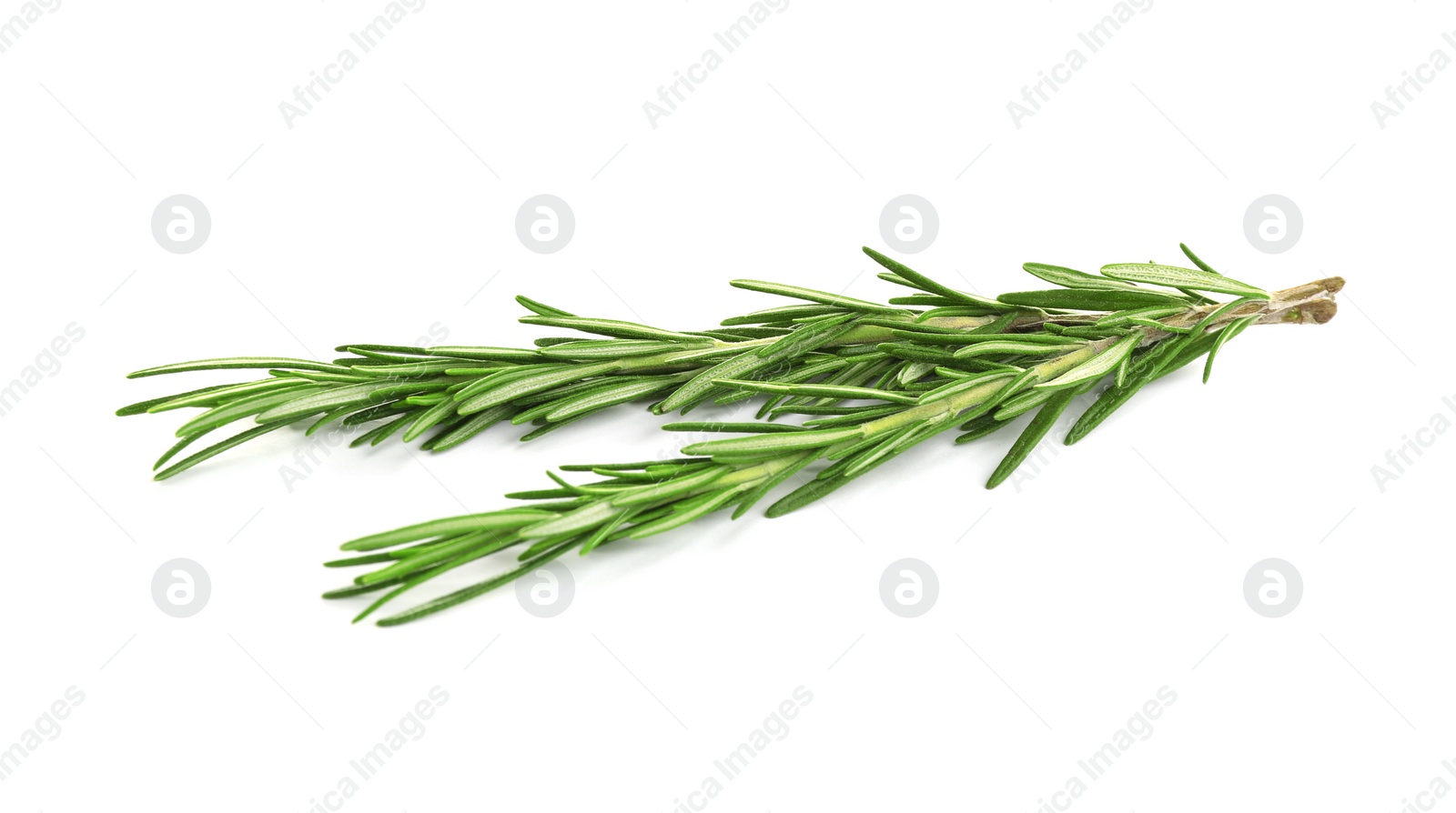 Photo of Fresh green rosemary isolated on white. Aromatic herb