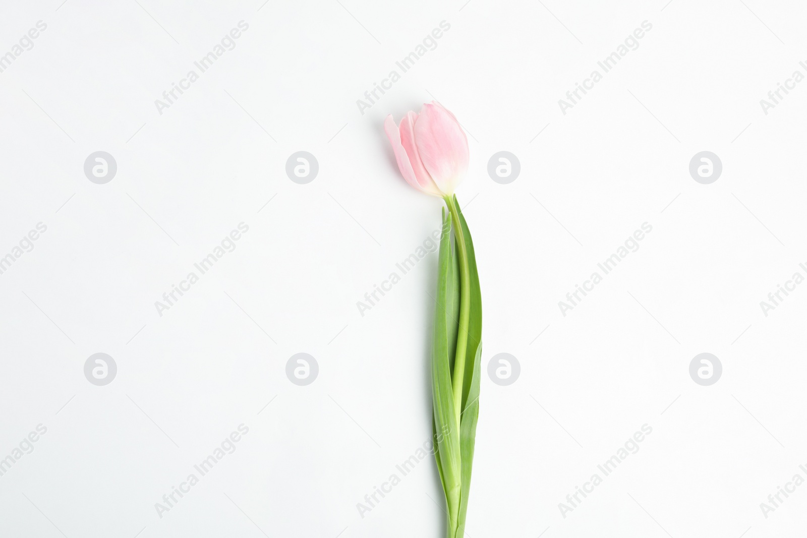 Photo of Beautiful pink spring tulip isolated on white, top view