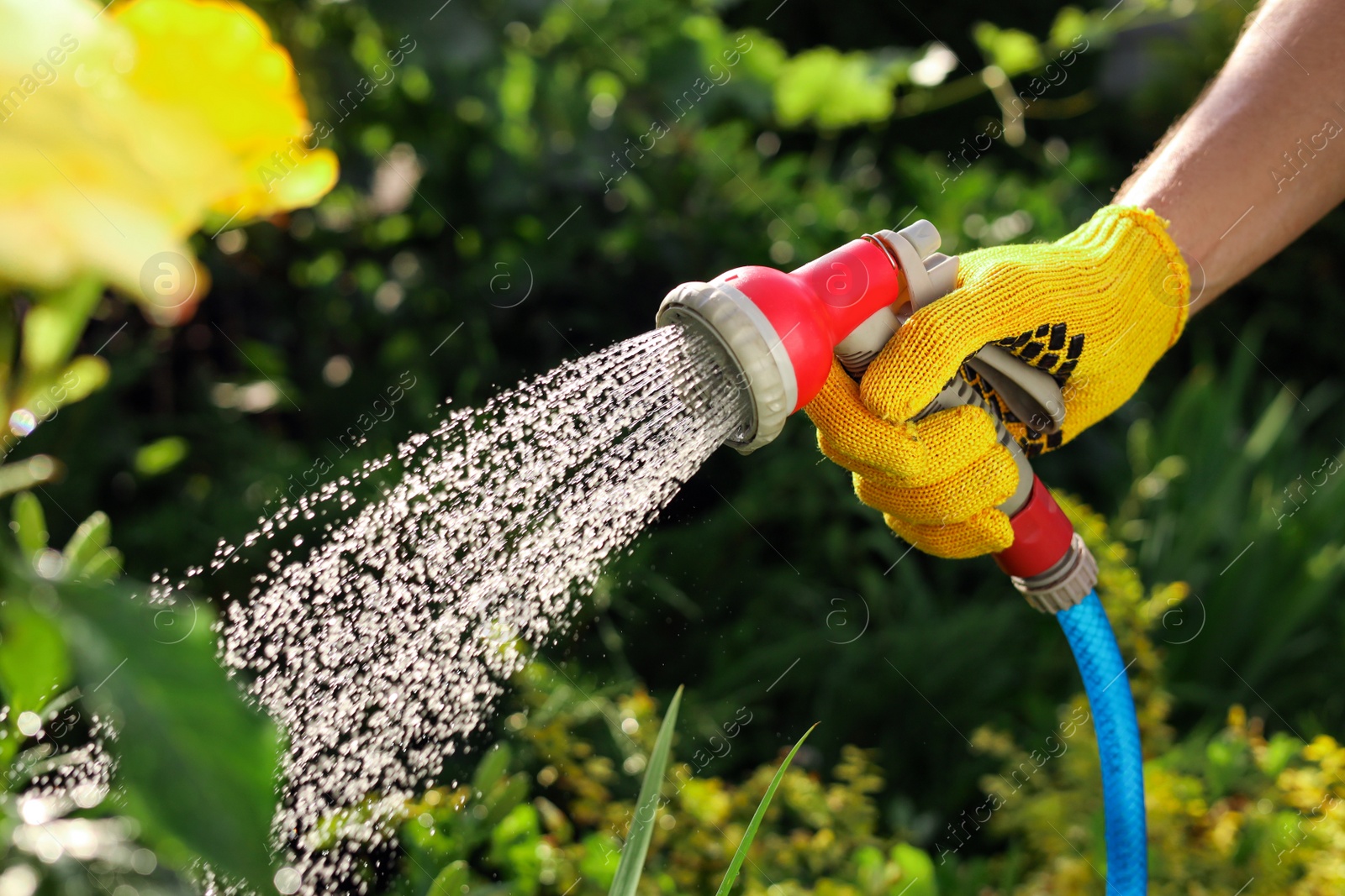 Photo of Man watering plants from hose in garden, closeup