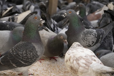 Photo of Flock of doves feeding on city street, closeup