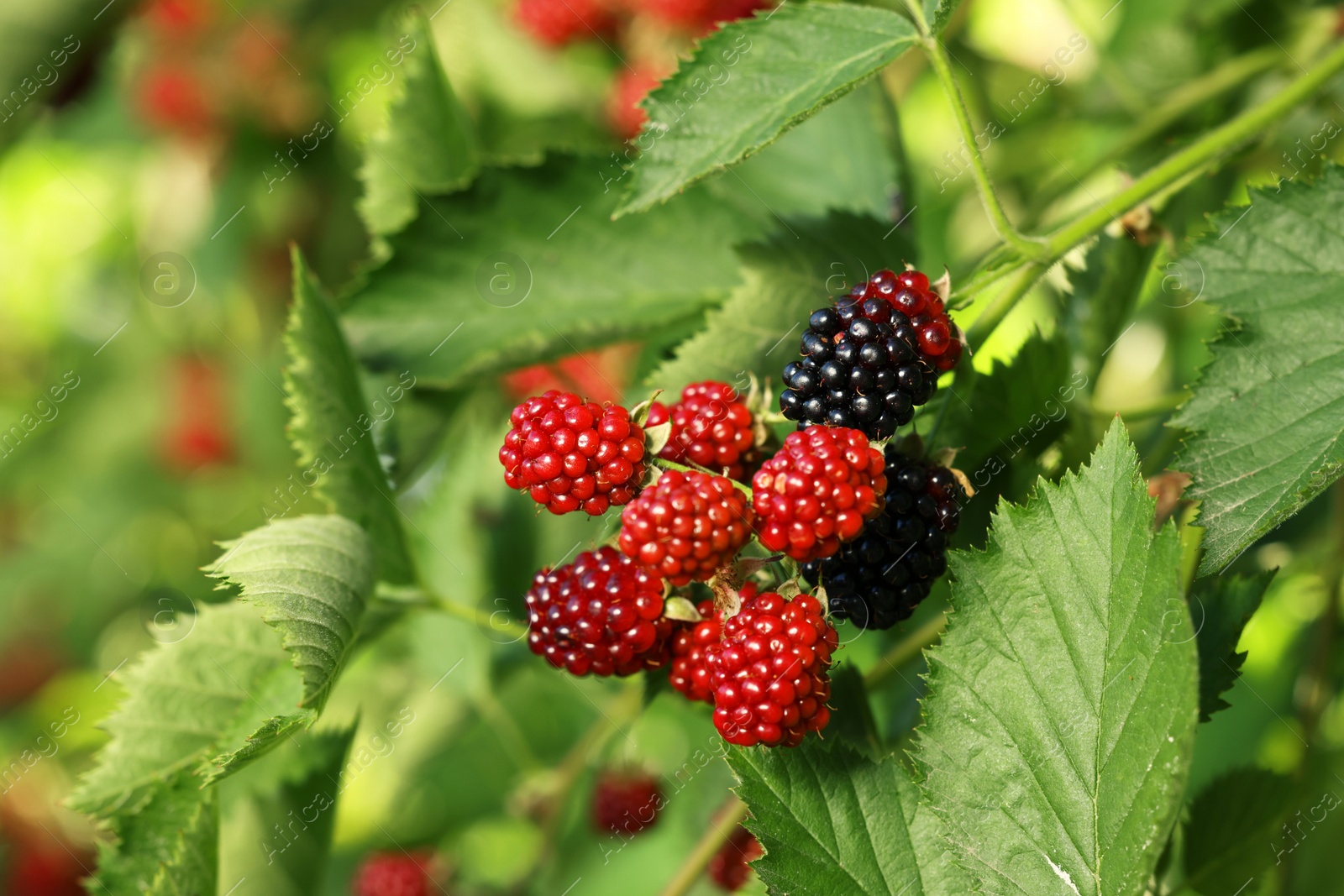 Photo of Unripe blackberries growing on bush outdoors, closeup