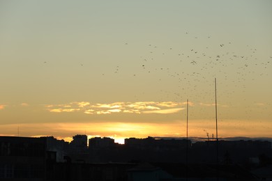 Birds flying in sky over city at sunset