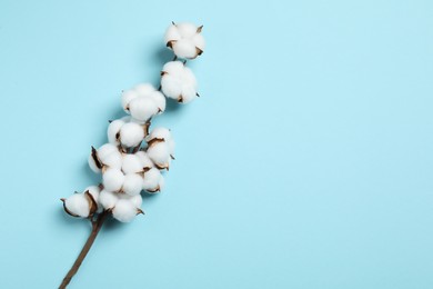 Photo of Branch with cotton flowers on light blue background, top view. Space for text
