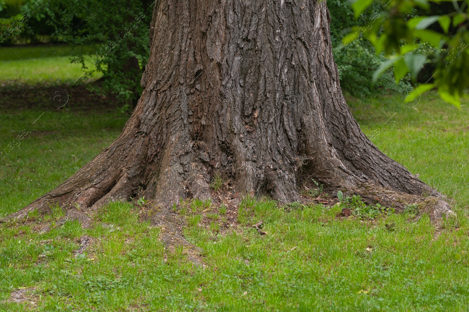 Photo of Tree roots overgrown with beautiful green grass in park