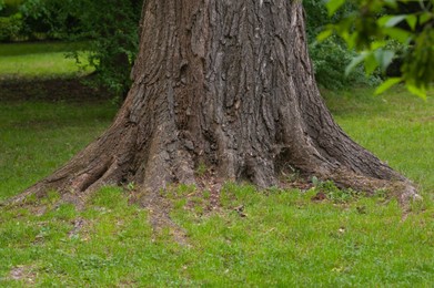 Photo of Tree roots overgrown with beautiful green grass in park