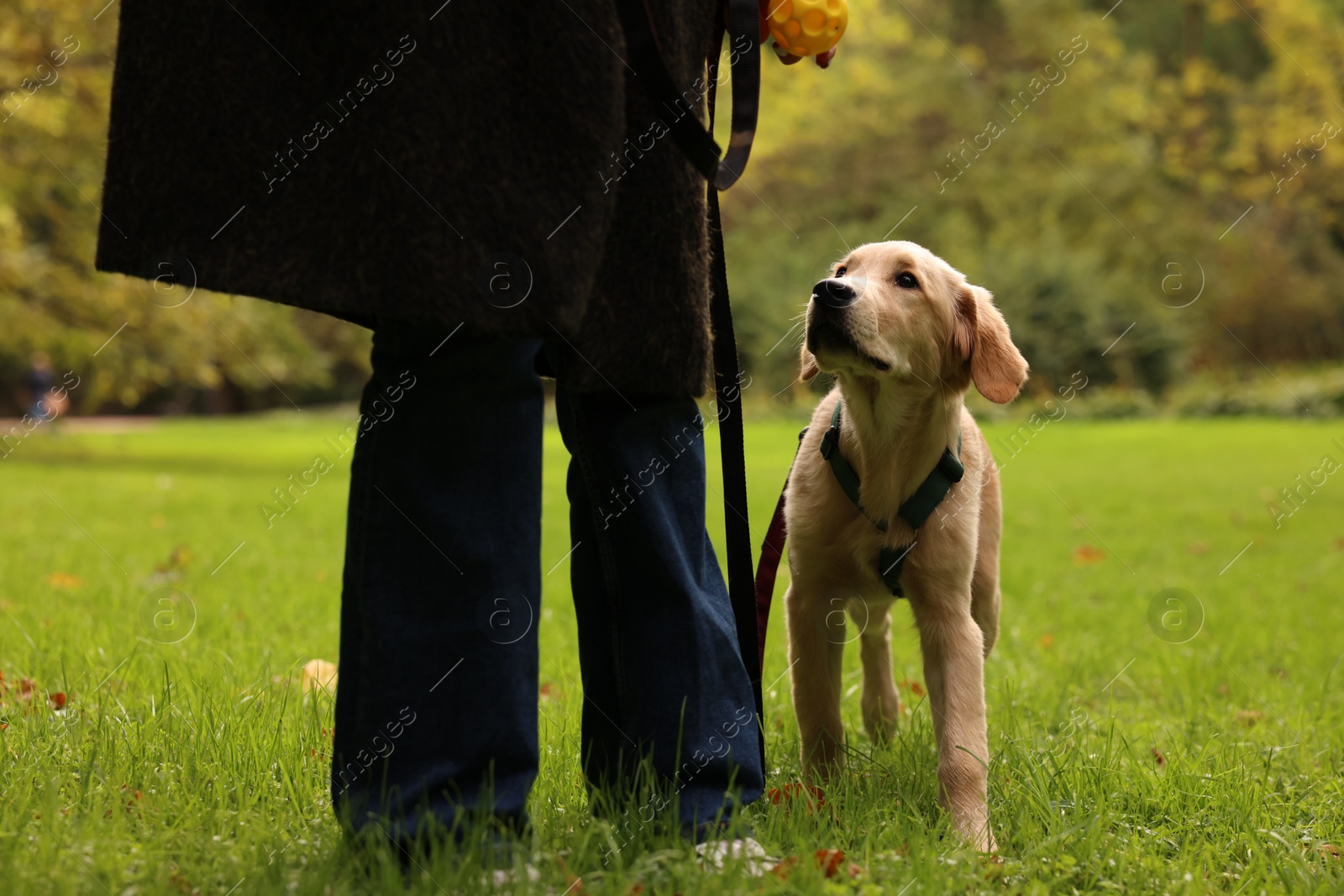 Photo of Woman with adorable Labrador Retriever puppy outdoors, closeup