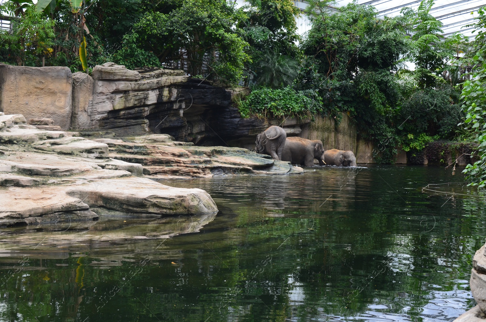 Photo of Group of elephants in pool at zoo enclosure