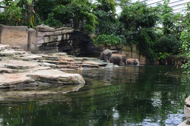 Group of elephants in pool at zoo enclosure