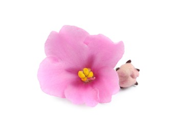 Pink violet flowers isolated on white. Delicate house plant