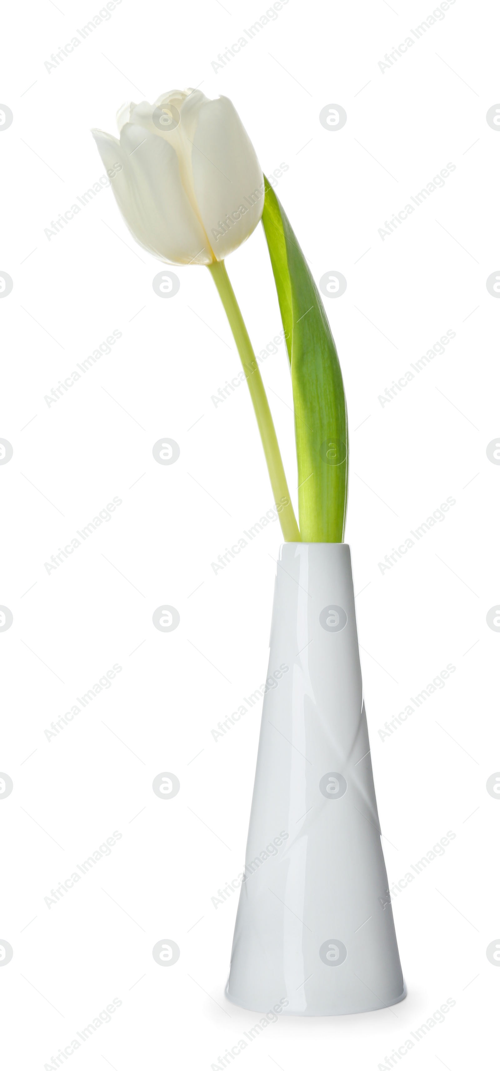 Photo of Beautiful spring tulip in vase isolated on white