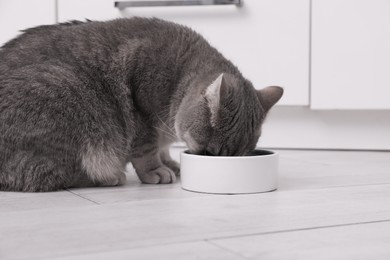 Photo of Cute Scottish straight cat eating pet food from feeding bowl at home