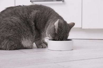 Cute Scottish straight cat eating pet food from feeding bowl at home