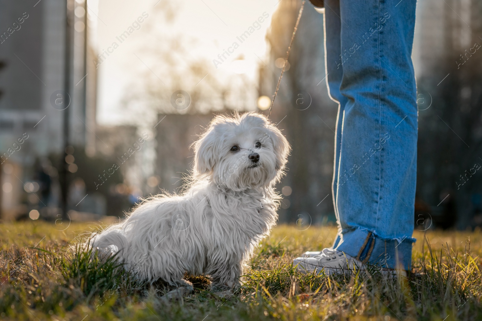 Photo of Girl with cute Maltese dog outdoors on sunny day, closeup