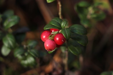 Tasty ripe lingonberries growing on sprig outdoors