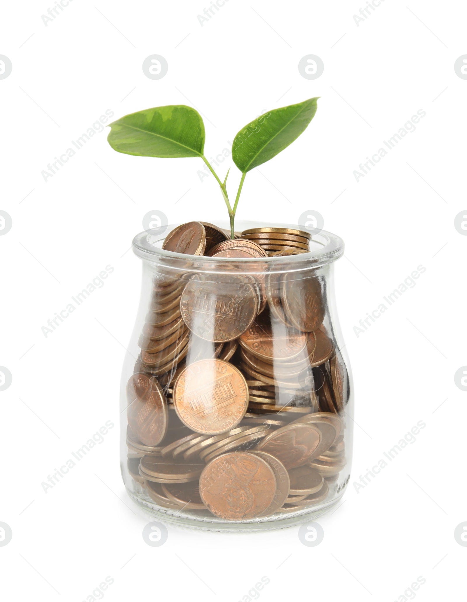 Photo of Glass jar with coins and plant isolated on white