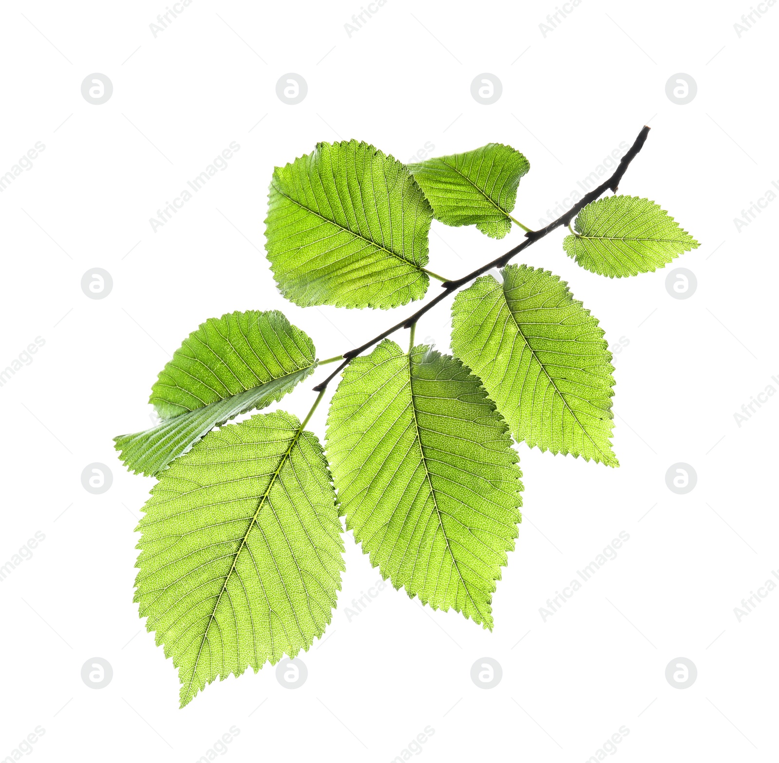 Photo of Branch of linden tree with young fresh green leaves isolated on white. Spring season