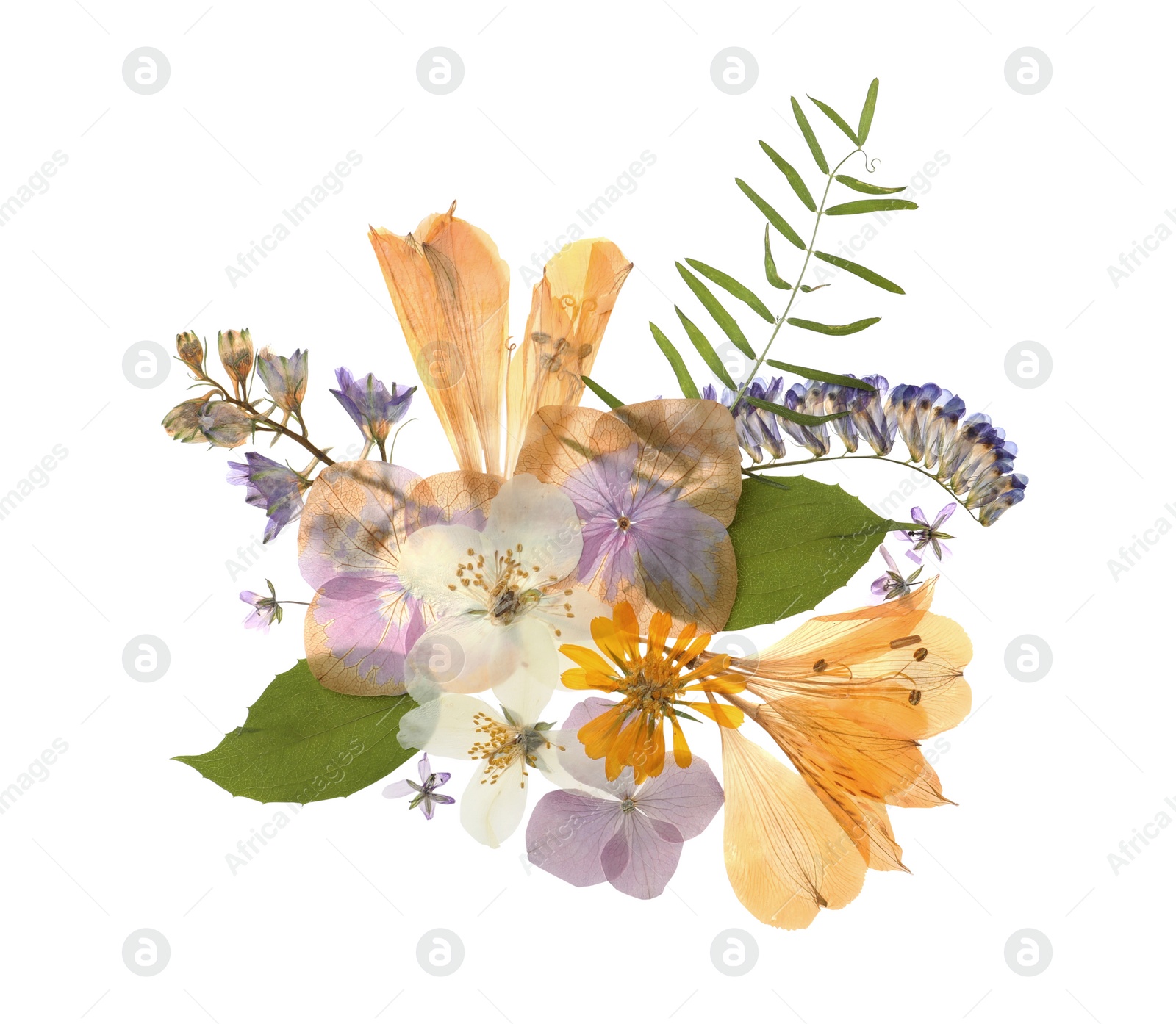 Photo of Wild dried meadow flowers on white background, top view