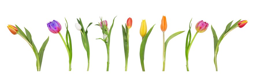 Image of Set of beautiful tulips in different colors isolated on white