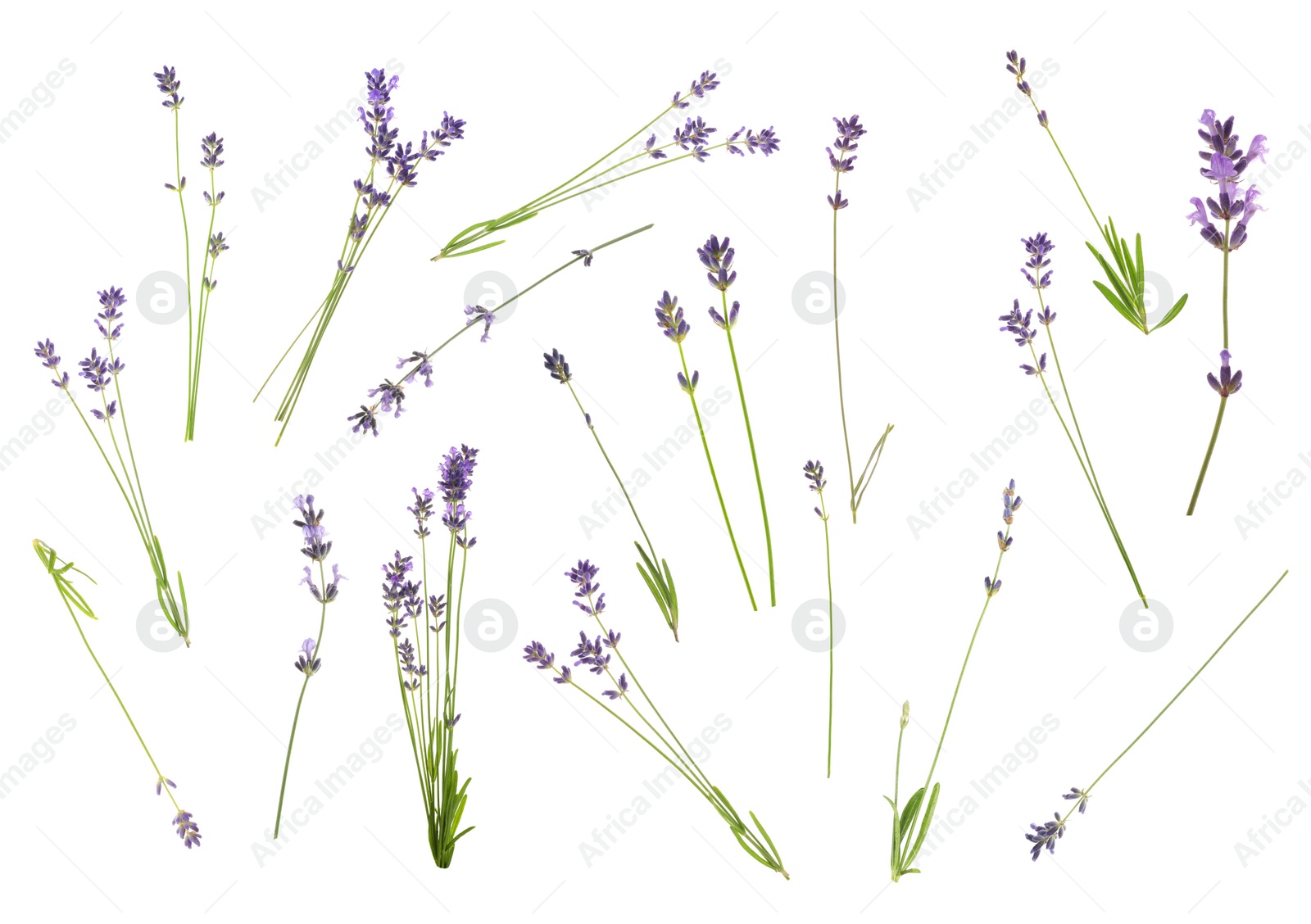 Image of Set of lavender flowers on white background