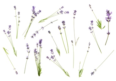 Image of Set of lavender flowers on white background