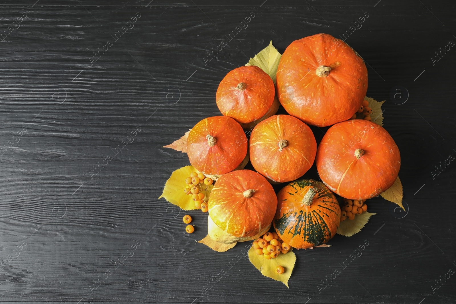 Photo of Orange pumpkins on dark background, flat lay composition with space for text. Autumn holidays