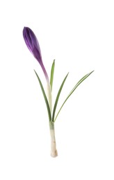 Photo of Beautiful purple crocus flower isolated on white