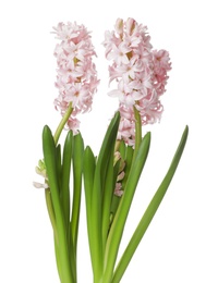 Photo of Beautiful spring hyacinth flowers isolated on white