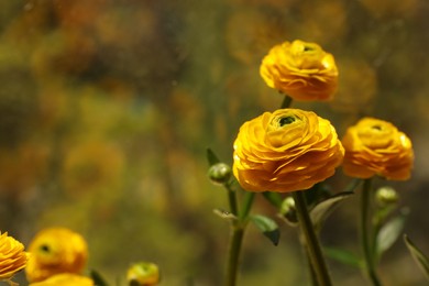 Photo of Beautiful ranunculus flowers on blurred background, closeup. Space for text