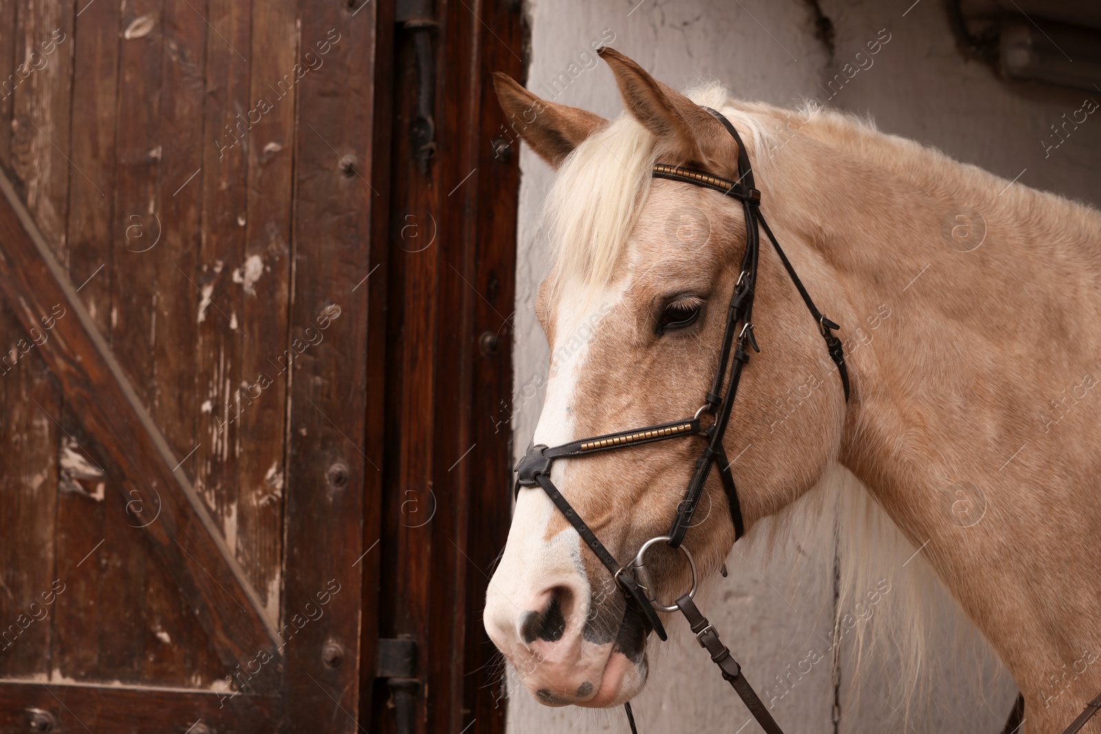 Photo of Adorable horse in stable. Lovely domesticated pet